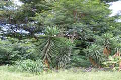 Yucca aloifolia